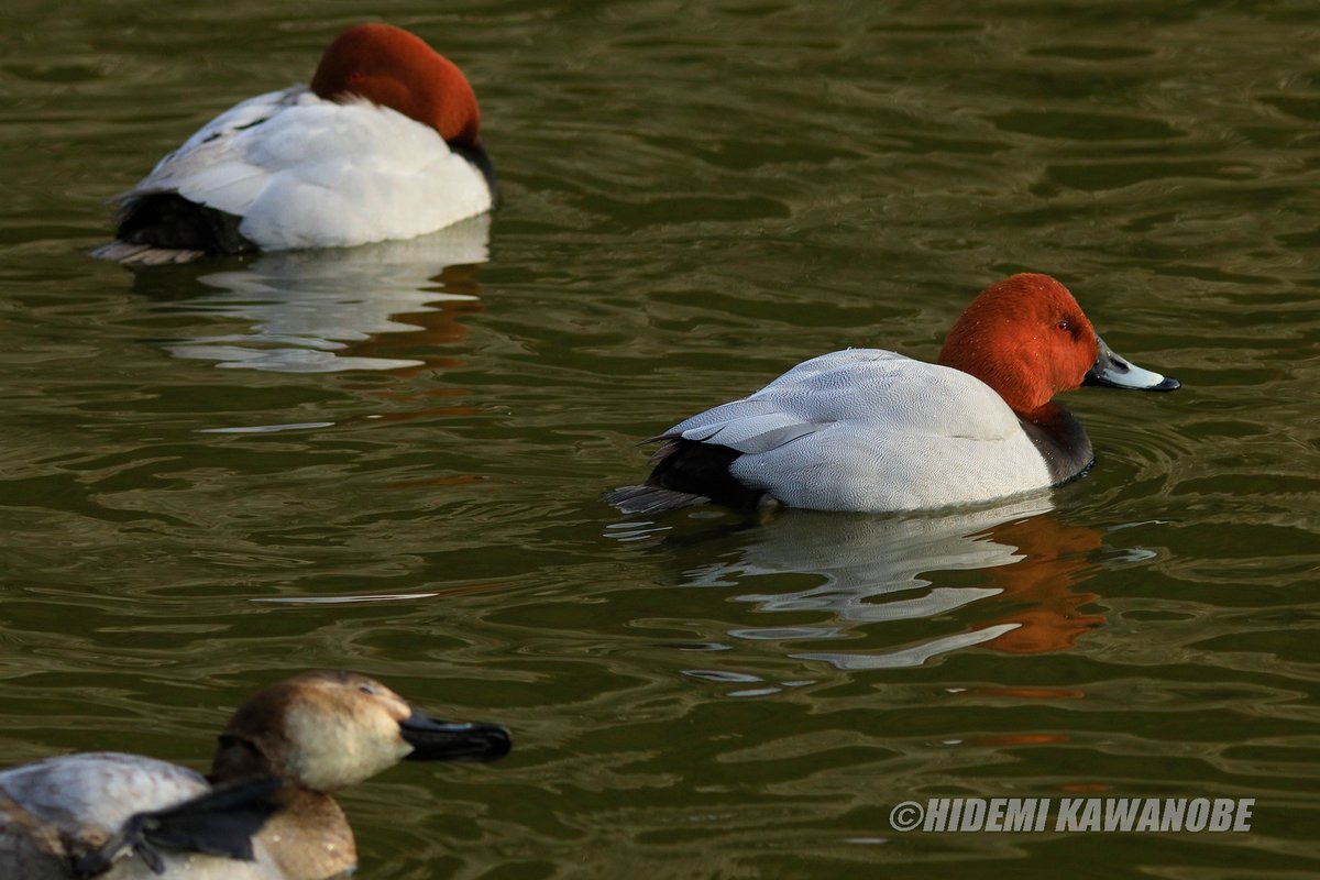 hidemikawanobe's tweet photo. Common pochard【ホシハジロ♂】JAPAN
灰色の体にド派手な茶色の頭巾を被ったような。また、頭部は三角形に盛り上がっている。古徳沼では、遠目でも存在が確認できる。飛んでいても茶色の頭部が目立つ。あ そうそう、赤い目で撮影者をじっと睨んでいる。印象にずっと残るんだな、これが。
#ホシハジロ https://t.co/D6RYilgdIU