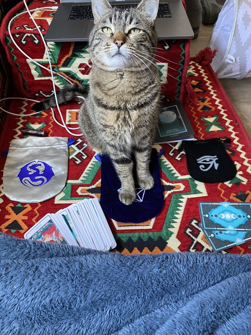 Ellie says I don&rsquo;t need a tarot reading bc I already know what it&rsquo;s gonna say 😹😹 https://t.co/Fl3ZGE