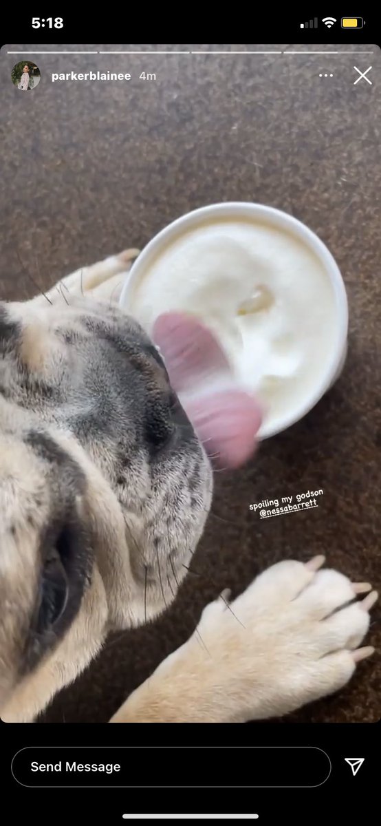 nessassexc's tweet photo. atleast blaze baby is eating good 😌 it’s gonna be okay hunny i’m sorry your owners are doing u dirty rn 🥲 #saveblaze https://t.co/6n58IwCPwY