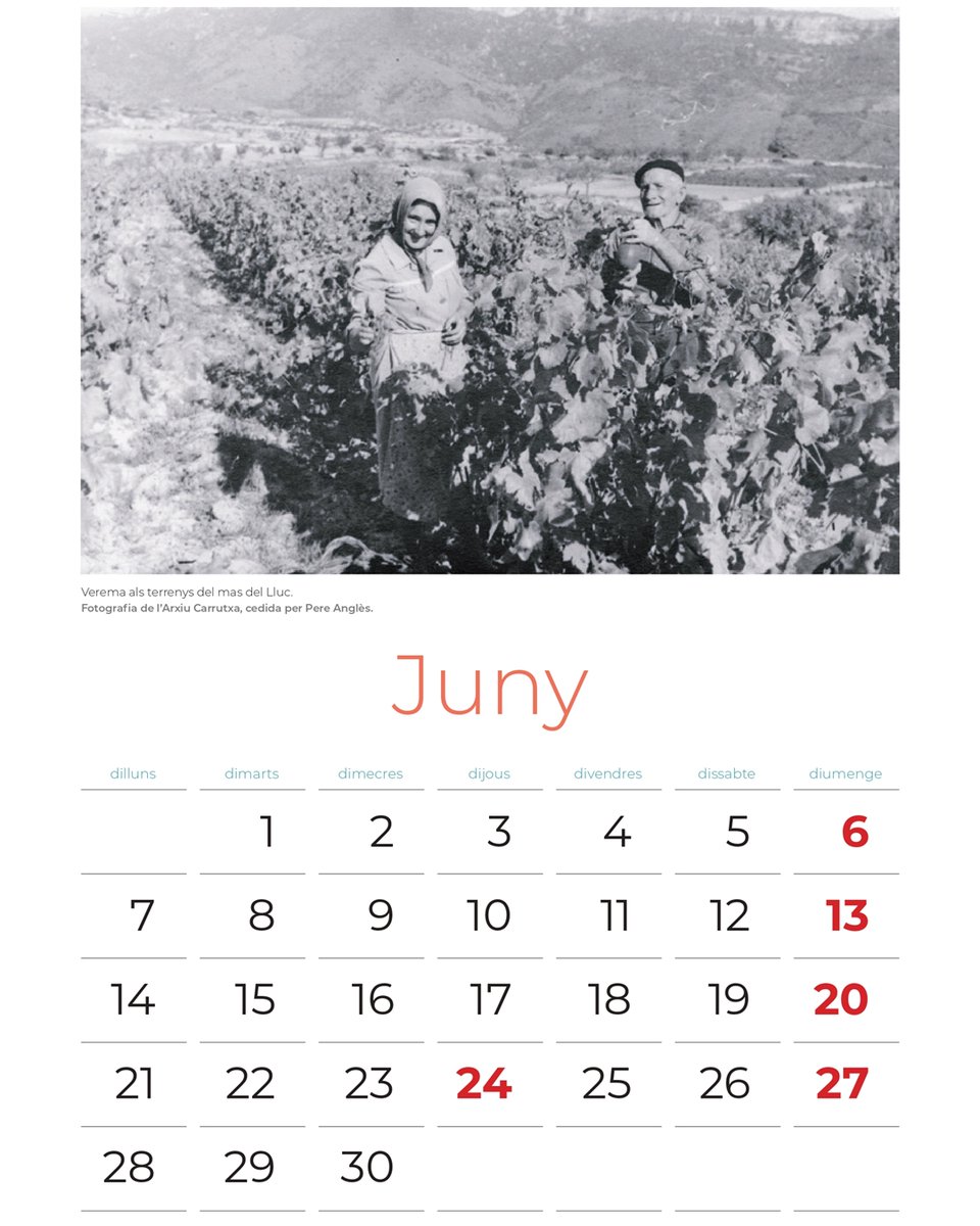 📯 Juny assolellat i ben tronat, any de molt vi i de molt blat
📅 Comencem el juny i canviem pàgina del nostre calendari!
📸 Aquest mes, la foto és de la verema en una finca del Mas d'en Lluc, és d'en Pere Anglès i forma part de l'Arxiu  <a href="/carrutxa_reus/">carrutxa</a> .
