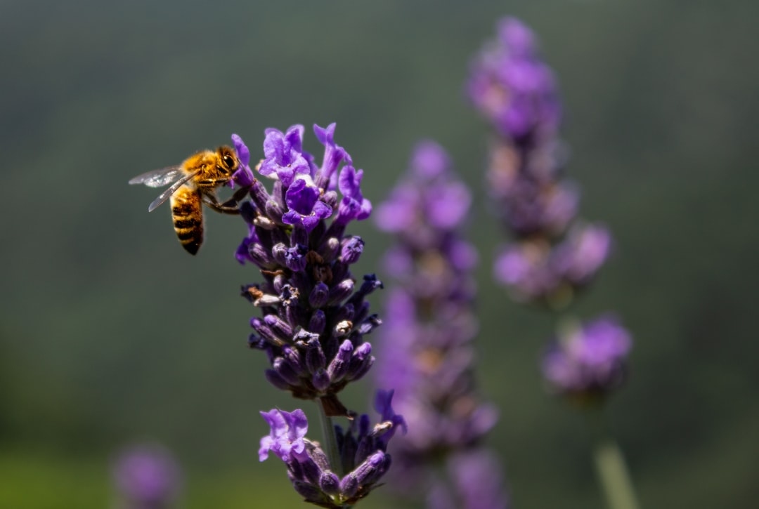 SkyRiverMead's tweet photo. June is National Pollinators Month! At Sky River Mead we are a little partial to the honeybee, but we love them all. It's a great time of year to get out and plant some nectar abundant flowers for these little gems. 

#SkyRiverMead#mead#honeywine#bee
Photo by Leon Škrilec https://t.co/blRuWRPkAw