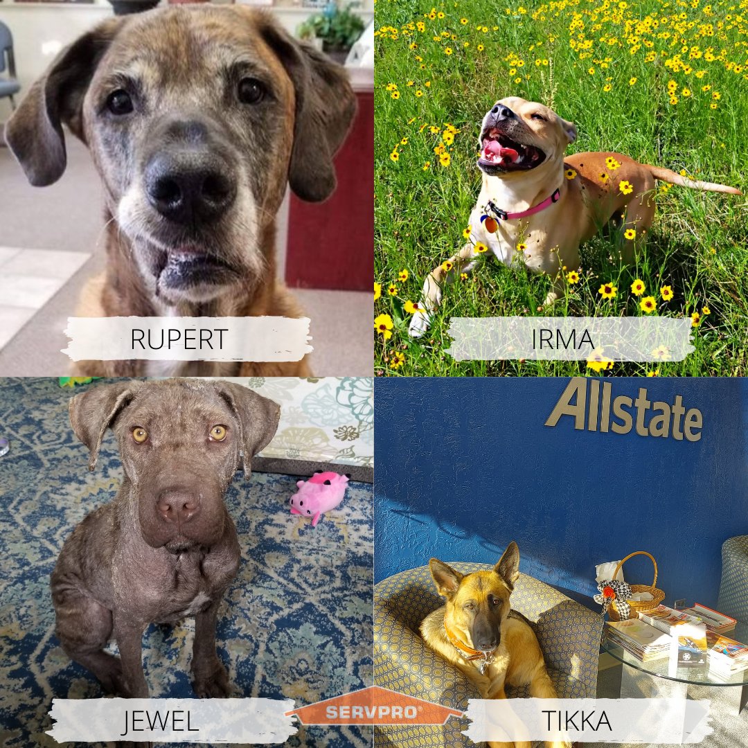 At SERVPRO of Boise we love our pets! We love it even more when our clients share their furry friend photos with us too! 🐶💚 #WeLoveOurPets #SERVPROofBoise