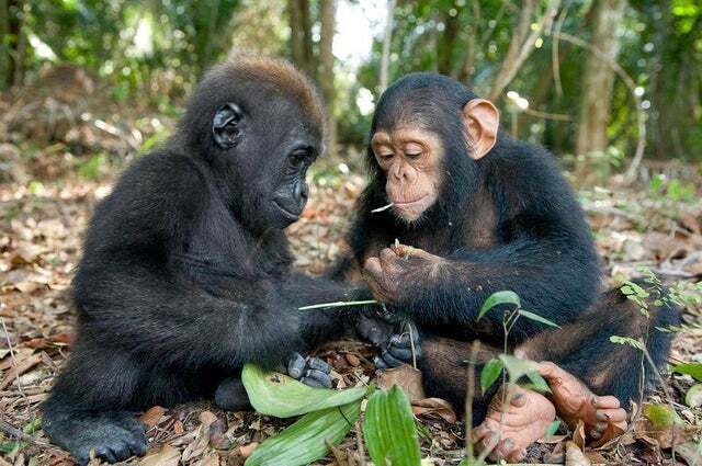 Baby gorilla and baby chimpanzee together.