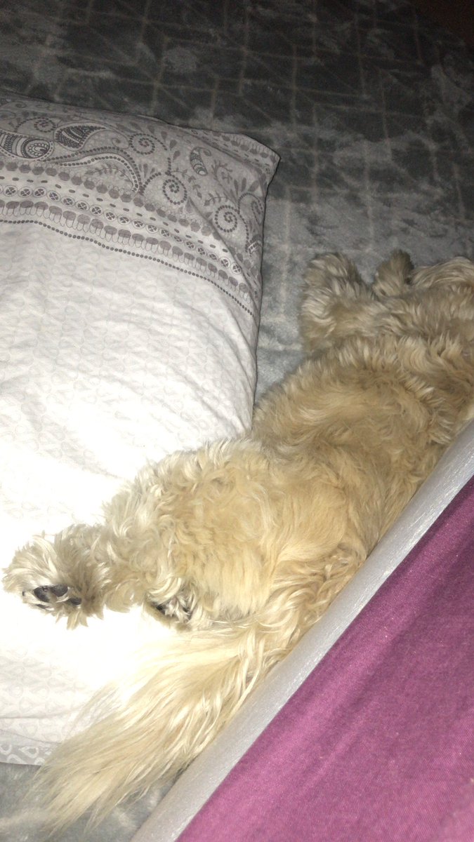 pippa48073744's tweet image. I’m sleeping on the floor #tohot