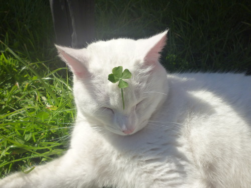 Petco's tweet photo. We see your Rabbit 🐰 Rabbit 🐰 and raise you a Clover Cat 🐱🍀  Retweet for good luck! https://t.co/uVoSLxvo5a