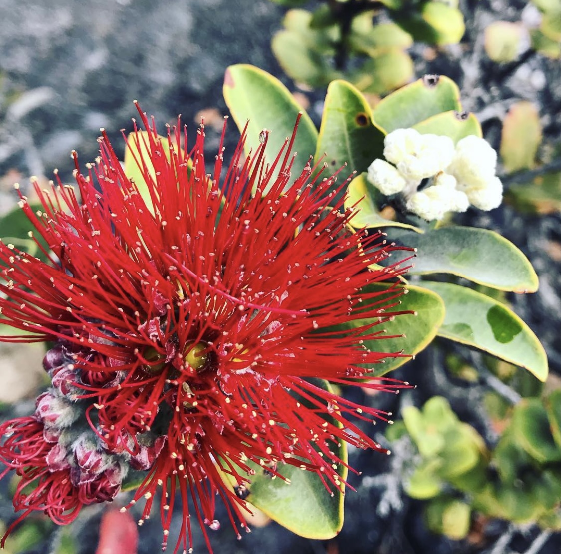 Volcano_House's tweet photo. ‘Ōhi’a Lehua - a species of flowering evergreen tree endemic to Hawai’i. ‘Ōhi’a trees grow easily on lava and are usually the first plants to grow on new lava flows. https://t.co/XZCEzWHGnw