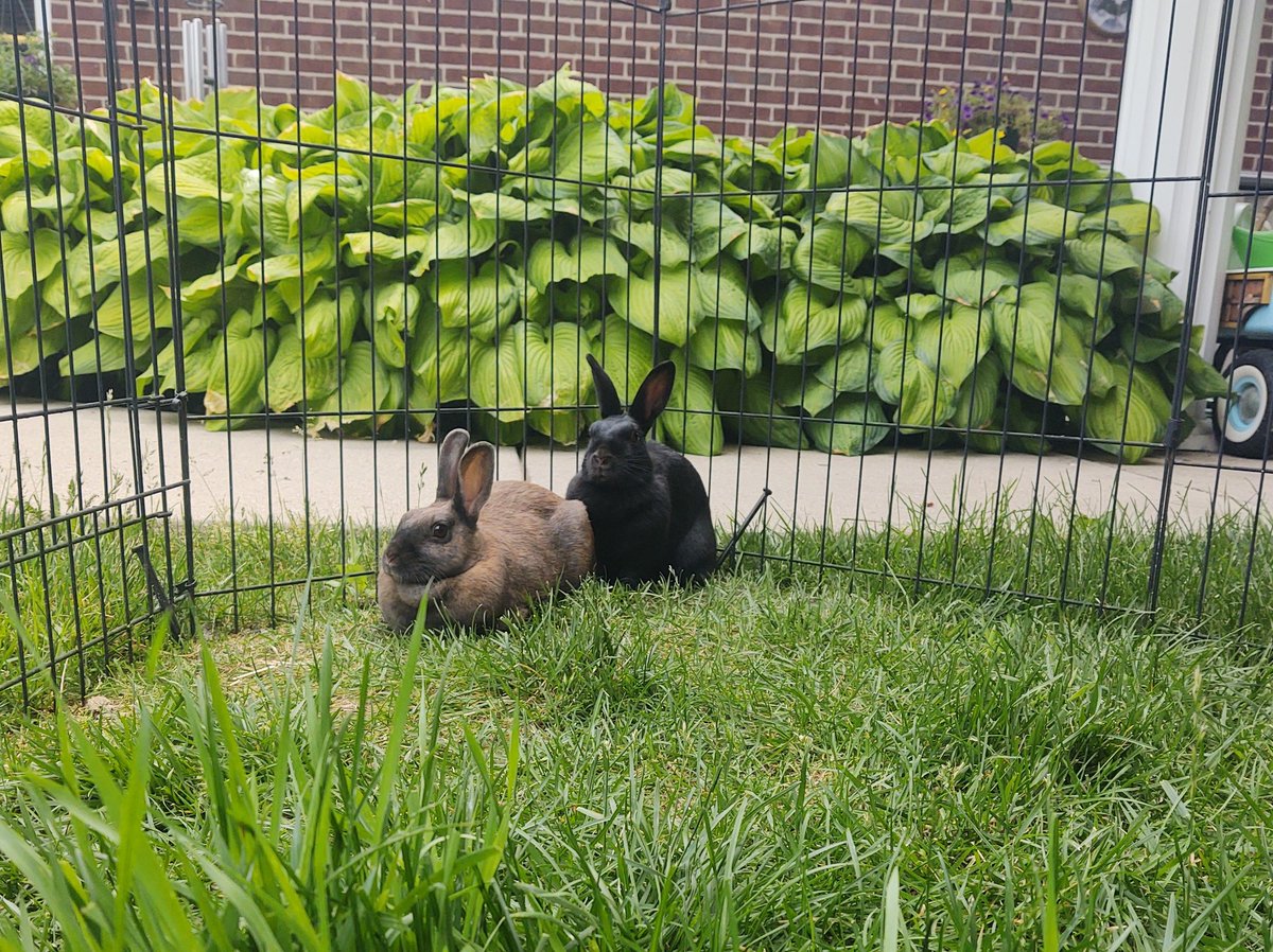 lhamby1955's tweet photo. Our Princeton campus bunnies enjoying a carrot in the courtyard. https://t.co/0QmKZJGOru