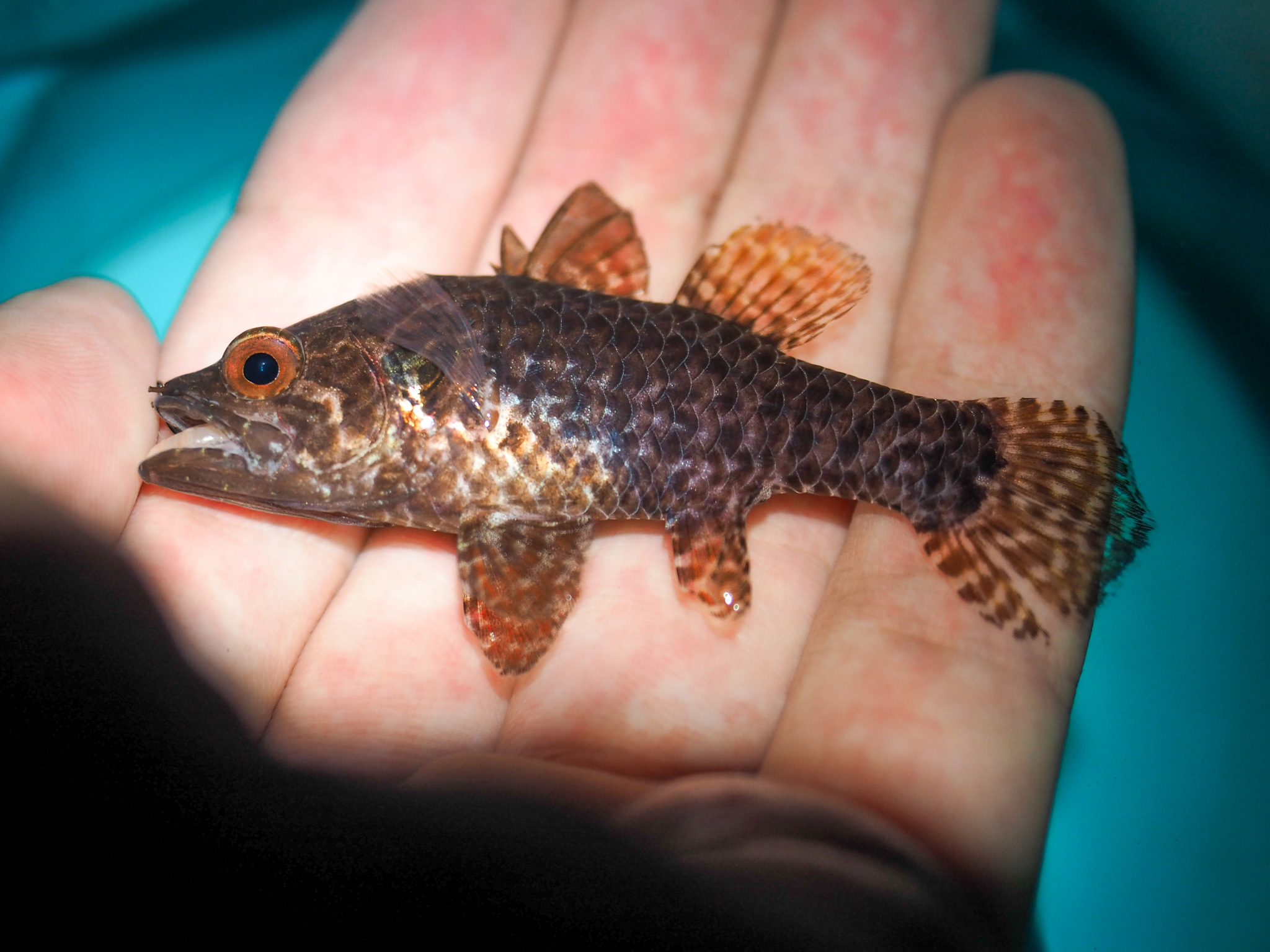 長嶋祐成 シボリ こう見えていわゆるキンギョ ネンブツダイと同じテンジクダイ科の魚です 何度か釣っている場所で この日はことさら小さいのが釣れました シーラカンスっぽい魚 にはホシマダラハゼやマツダイ 南米のタライロンがよく挙げられますが