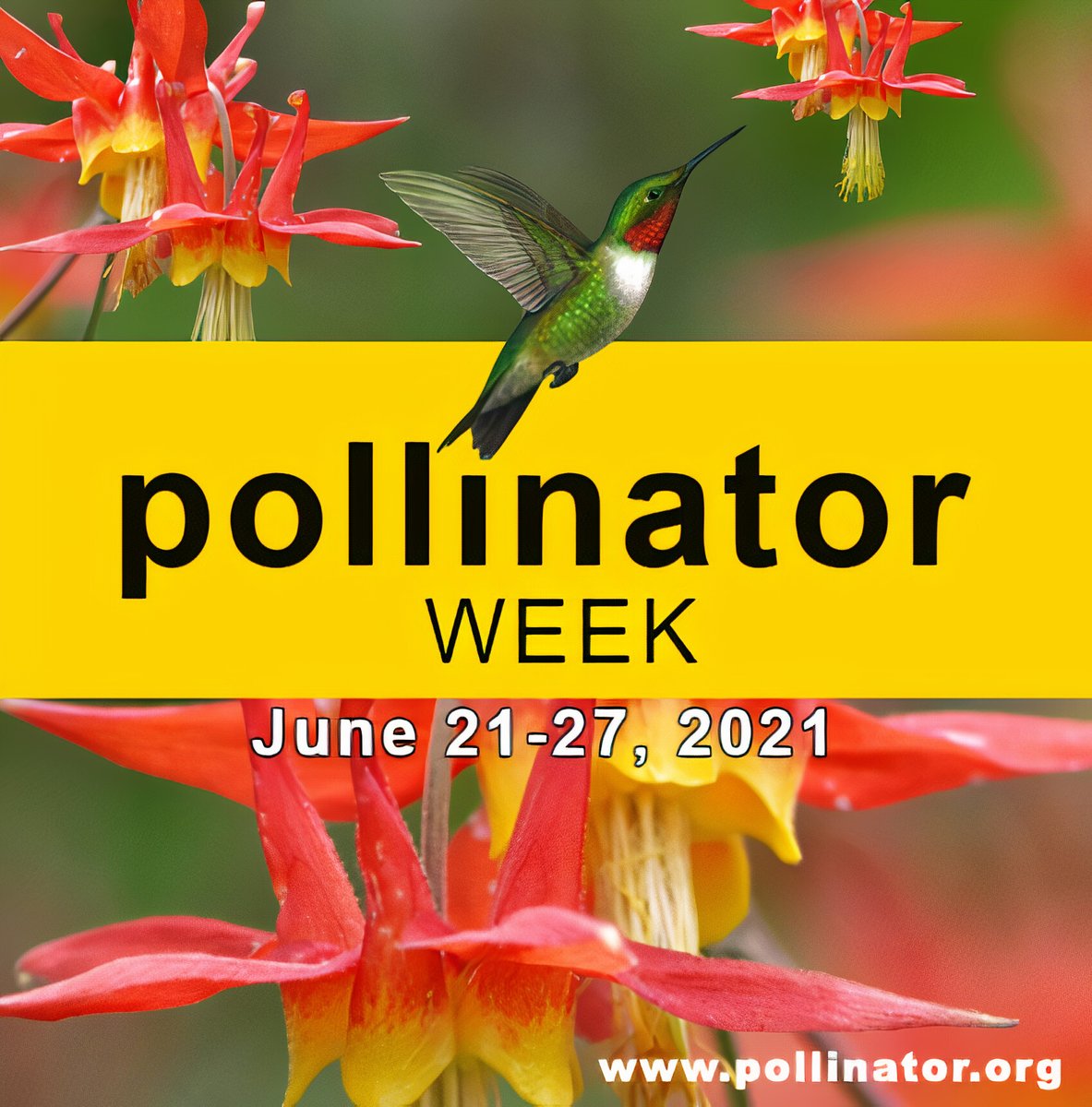 UCMasterGarden's tweet photo. June 21 - 27 is National Pollinator Week! 🦋 Create pollinator-friendly habitat with native flowering plants that supply pollinators with nectar, pollen, and homes. #pollinatorweek

For information visit: https://t.co/pOszfWwYjZ https://t.co/JkDElpSEpl