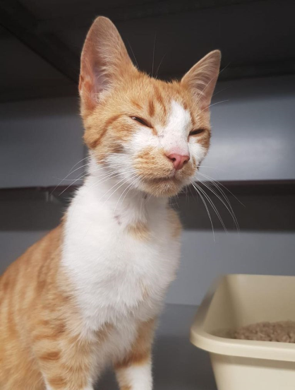 💚 GEVONDEN: KAT
kater, rood/wit
#HAVELTE #DR Helomaweg
#DHgev 31/5/21 
facebook.com/DeHerenigingDr…