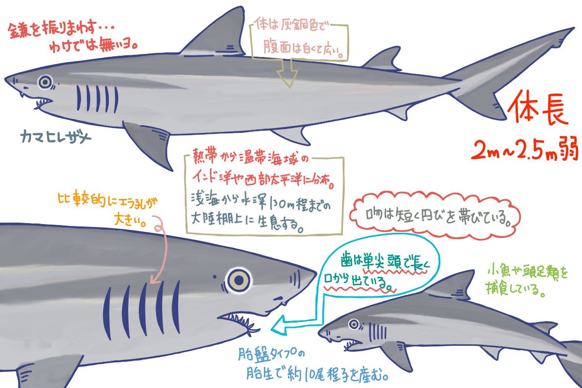 めかぶ 世界のサメ大全発売中 メジロザメ目ヒレトガリザメ科のサメ 鰭は強く曲がっており 胸鰭は比較的に小さめ 歯が細長く鋭くなっており口から突き出ているのが特徴 滅多にみられない珍しいサメでもある 目は丸くて少し大きい 唐突に好きな めかぶ 世界のサメ大全発売中 メジロザメ目ヒレトガリザメ科のサメ 鰭は強く曲がっており 胸鰭は比較的に小さめ 歯が細長く鋭くなっており口から突き出ているのが特徴 滅多にみられない珍しいサメでもある 目は丸くて少し大きい 唐突に好きな