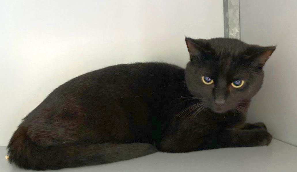 💚 GEVONDEN: KAT
kater, zwart
#BEILEN #DR Asserstraat
#DHgev 26/5/21  facebook.com/DeHerenigingDr…