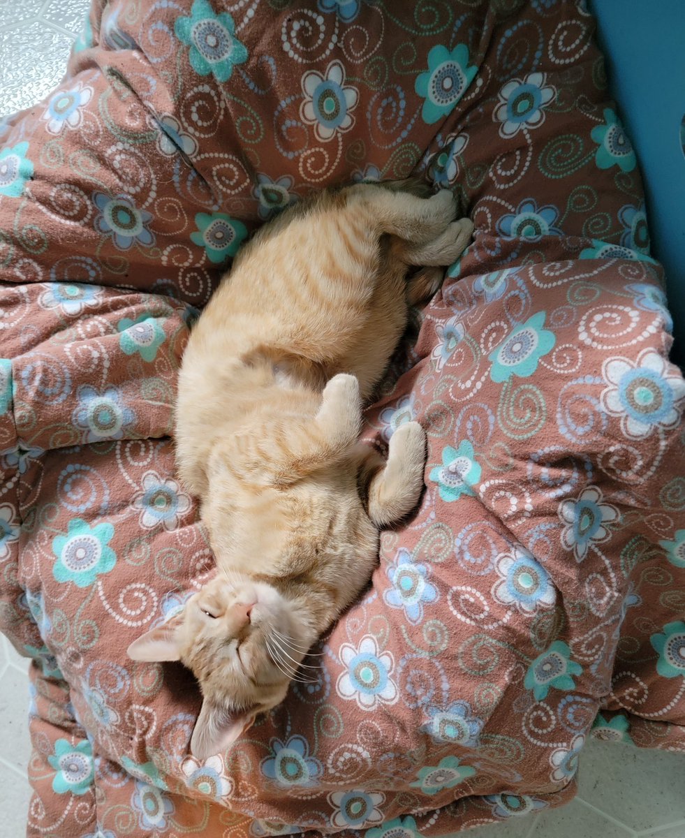 JLD71305's tweet photo. @RuPaul On Friday I had to put down my cat. Fate decided a new future for me! I named him Ru Cat after you! He's inspiring more people to learn about you and everything you've done to fill this world with love instead of hate! Thank you for being you! https://t.co/sZfb4YTMxK