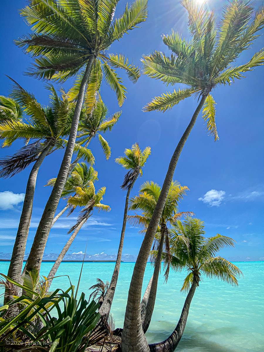 A3: Tetiaroa exceeded my expectations!
Amazing - baby birds, newly hatched octopus and calamari, lobsters on the reef at low tide with a full moon...
 @TahitiTourism #tahiti #tetiaroa #turquoise #
<a href="/charlesmccool/">Charles McCool ✈️</a>
 #TRLT