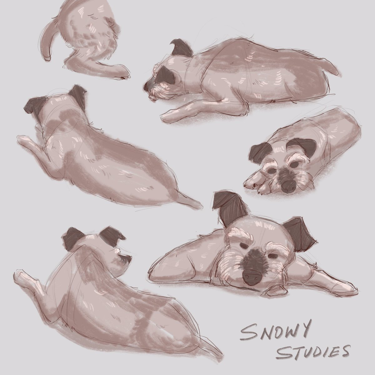 SeventhStation's tweet photo. SNOWY THE MINI SCHNAUZER // did a study today of my old pup!
.
.
.
#minischnauzer #schnauzer #schnauzersofinstagram #illustration #study #sketch #doodle #lifedrawing #stilllife #cute #dog #pup #snowbert #ottawaartist https://t.co/kh1GqLcUVK