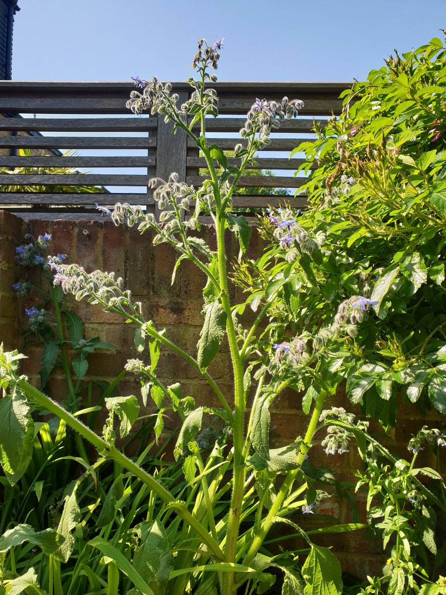 TTVBKA's tweet photo. Honey bees loving the Borage which is like a giant triffid! https://t.co/ApaW7N6qHV