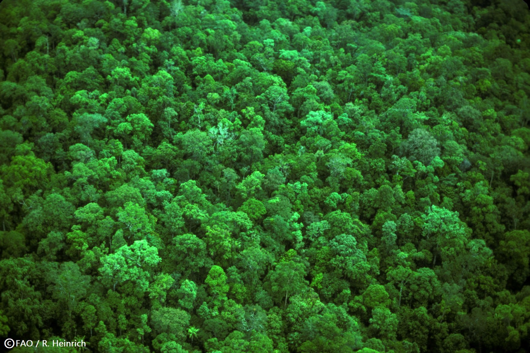 Stjerne Vejrtrækning Skeptisk FAO on Twitter: "Forest restoration 👇 🌳improves habitats and ecosystems  conserves #biodiversity 🌳creates long-lasting jobs and livelihoods  🌳offers an effective nature-based solution to #ClimateChange 👉  https://t.co/d98HneXxyA https://t.co ...