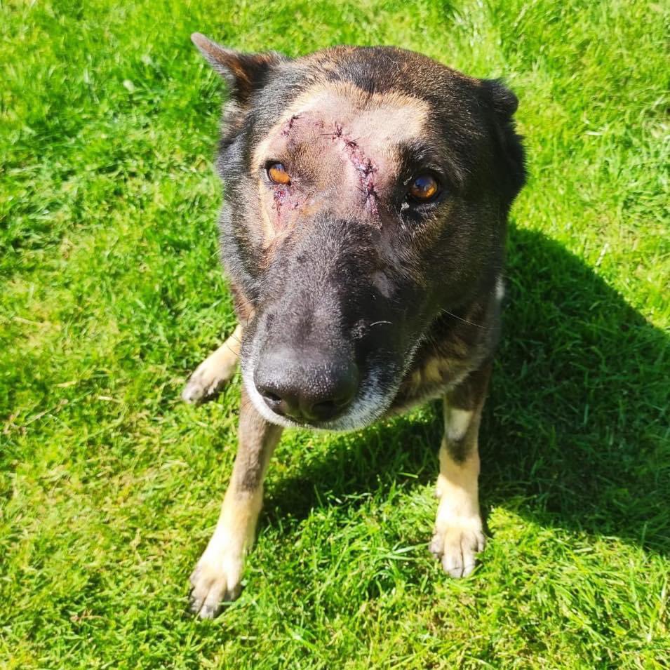 Thoughts go out to PD Kaiser who was stabbed in the head last night🐾
His loyalty and bravery shone through as he continued to detain the suspect until he was arrested🐾

Get well soon PD Kaiser 🐾

Thoughts also to his handler in this hard time 🐾

#FinnsLaw #FinnsLawPart2