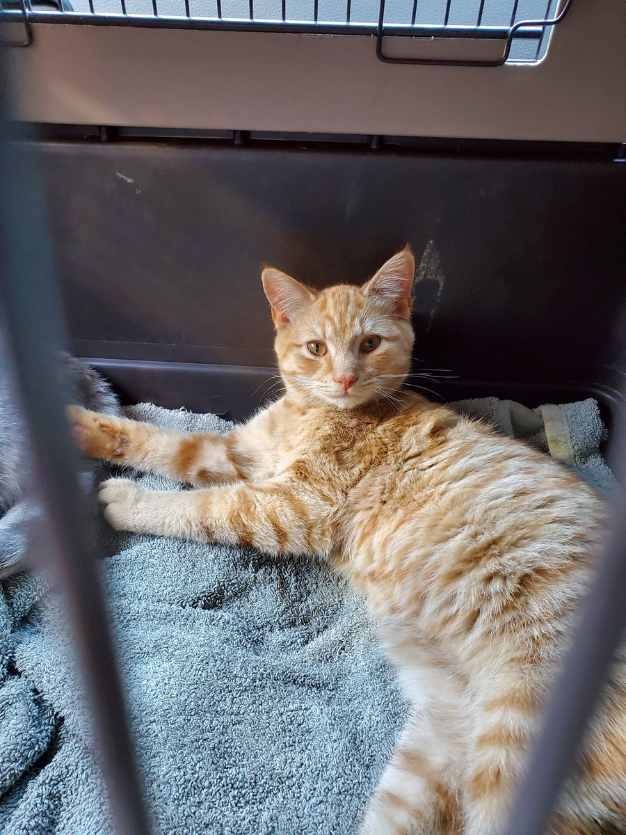 AdoptMeBPR's tweet photo. Morris - Male, 6 months, loving, super friendly and fun fella.  Email adoptmebpr@aol.com for info or fill out our application at https://t.co/1ruFz2nKft https://t.co/anJobSskQg