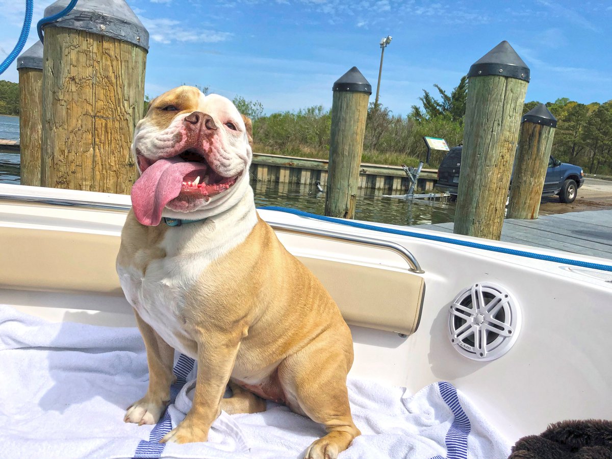 Our 2021 Dog Days of Summer August Cover Contest is officially live! Visit proptalk.com/2021-boat-dog-… to enter. #boatdog #covercontest