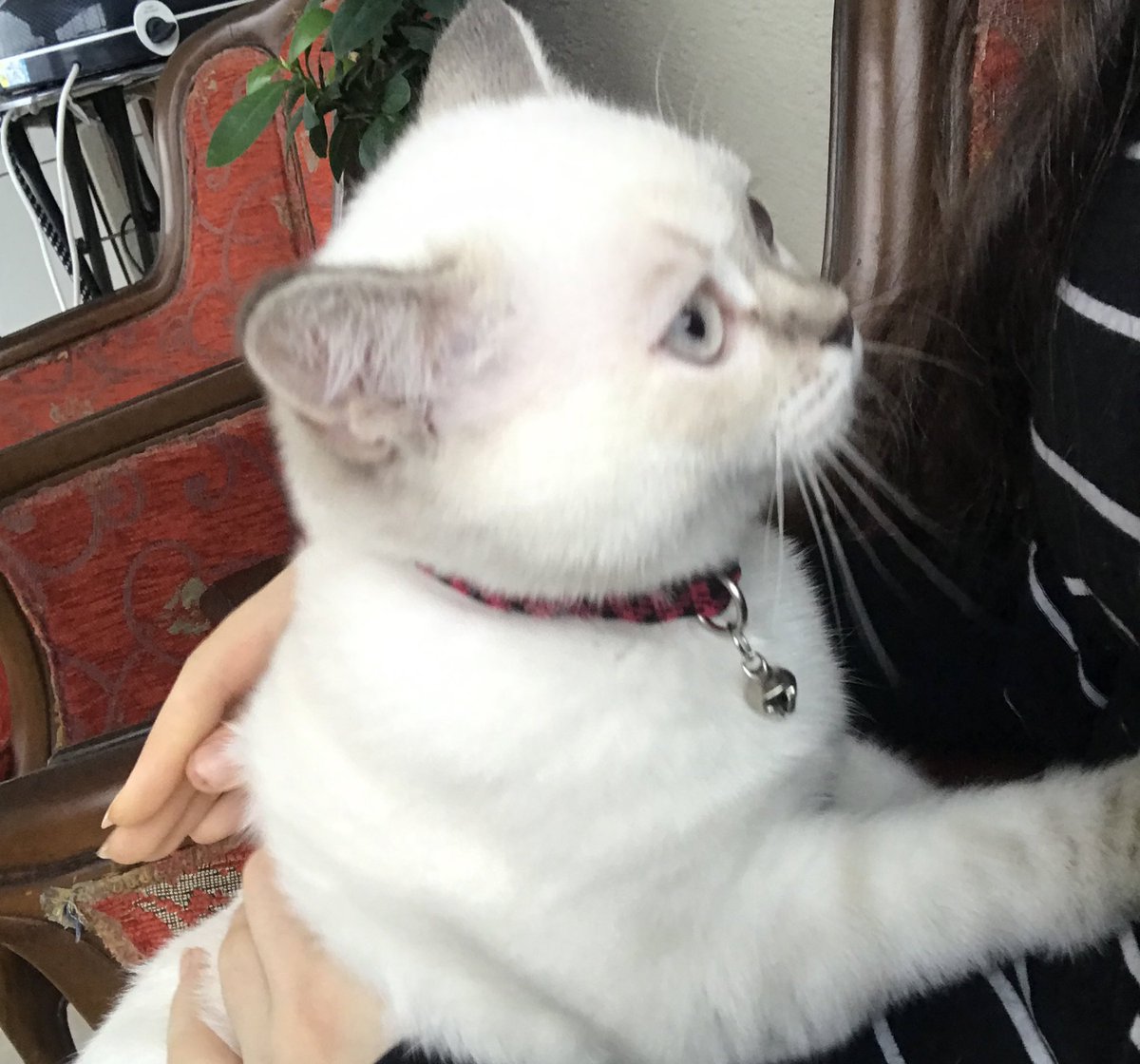 calsofaina's tweet photo. here are some pics of the kitten that I babysit once a week just in case you’re short on serotonin<3 https://t.co/YjClHyN9V4