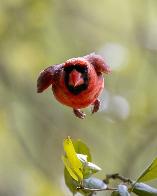 June is coming in hot!  One of my favorite pics to date ❤️ This cardinal had to get a closer look at<a href="/tag/birdseyeview"class="tags"><span>#birdseyeview</span></a><a href="/tag/birdwatching"class="tags"><span>#birdwatching</span></a><a href="/tag/birdphotography"class="tags"><span>#birdphotography</span></a><a href="/tag/twitternaturecommunity"class="tags"><span>#twitternaturecommunity</span></a>