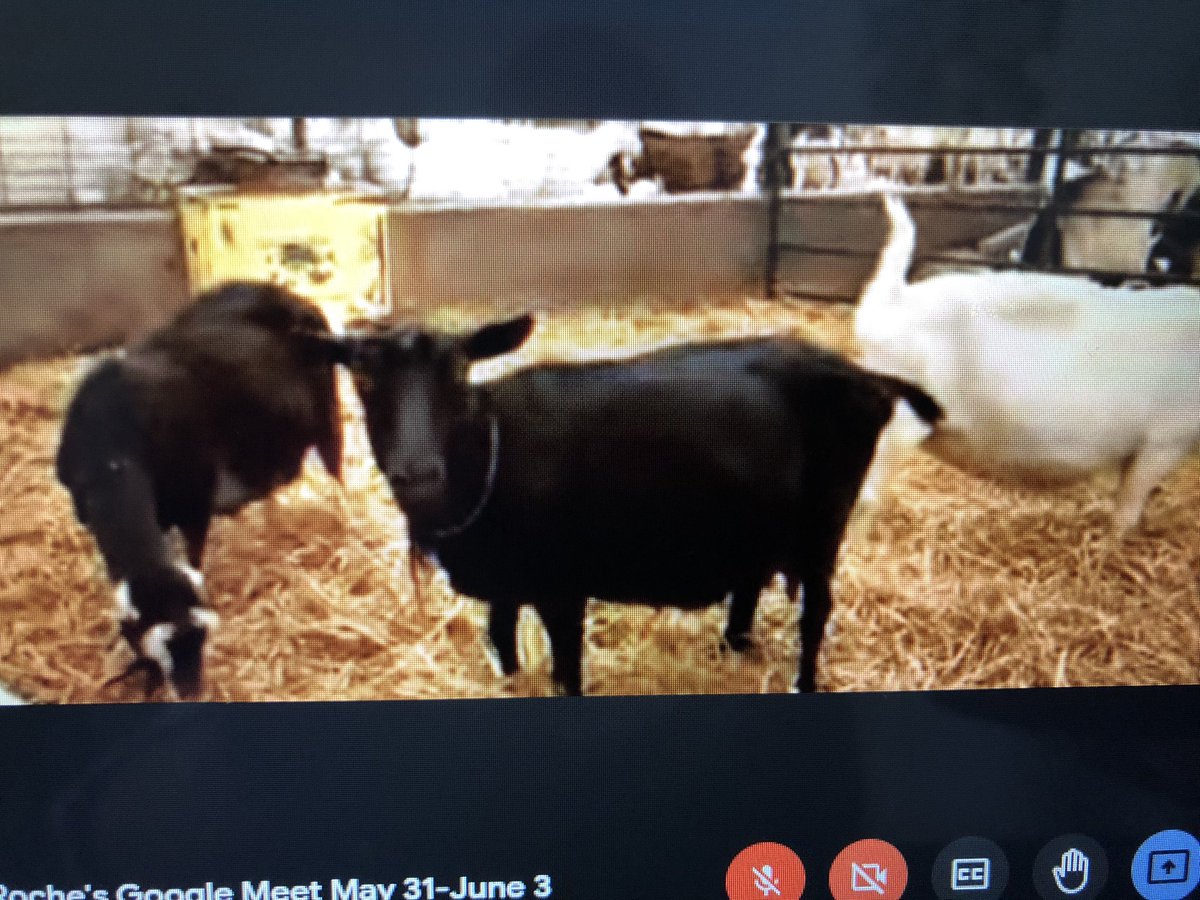 TRisrewired's tweet photo. Meet Fudge, the 17 year old goat who is going to have a baby soon. We learned a lot  about goats on our Farm Field trip today. Thanks to Emily for the great tour and for answering students really interesting questions. #agscape #farming #OCSBVirtual https://t.co/7qHZM2Kams