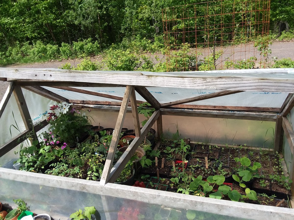 ThatBestHome's tweet image. Check out this tweet from GrowingShield:
Cold frames are amazing!! 

How did we ever garden without one?

#coldframe #seedstarting #gardening #love