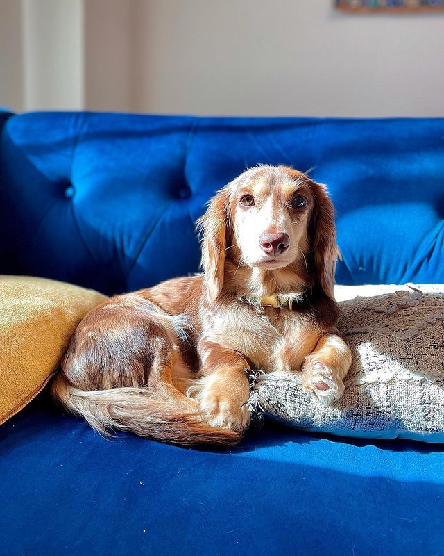 pawzyco's tweet photo. How's Oliver's day going? 🛋 Sofa, so good.
-
Photo via mr.oliver.doxie 📸 https://t.co/Z6ue4IelQo