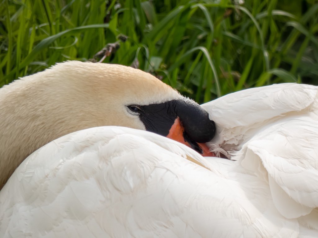 cirzh's tweet photo. Mute Swan #CBDI trying to ignore the cygnets #AmberConservationStatus please don’t judge-parenthood is tiring #SkerriesMills #Skerries @BWIFingal #TwitterNatureCommunity #Birds #BirdWatching https://t.co/HV2p0bP8mo