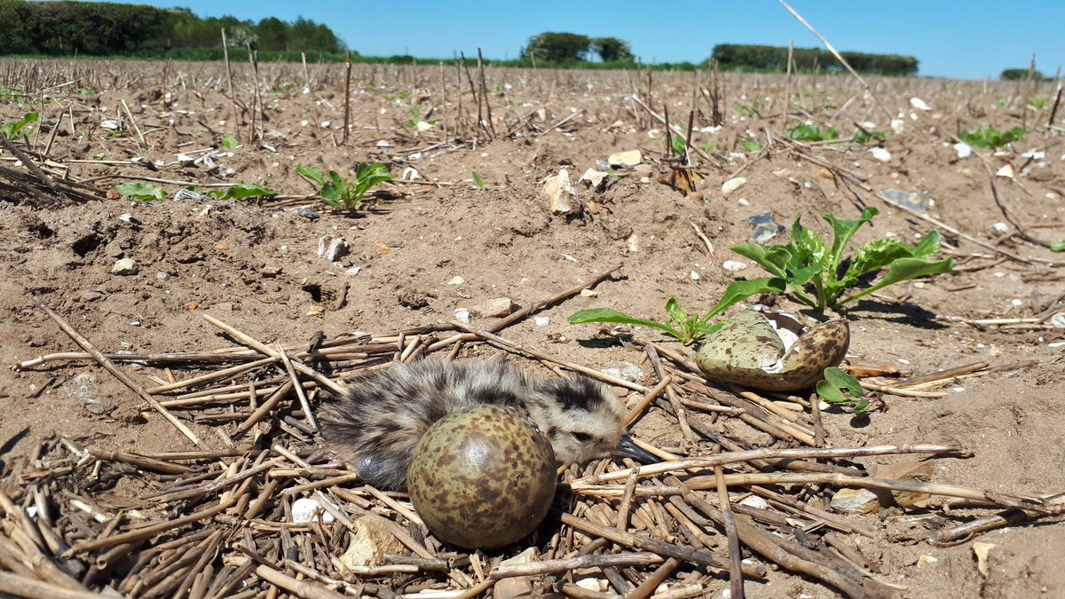 Eight curlew nests hatched across my Breckland study sites over the bank-holiday weekend. Decent vegetation growth throughout May and warm June weather means conditions look good for fledging. Let's see what happens.