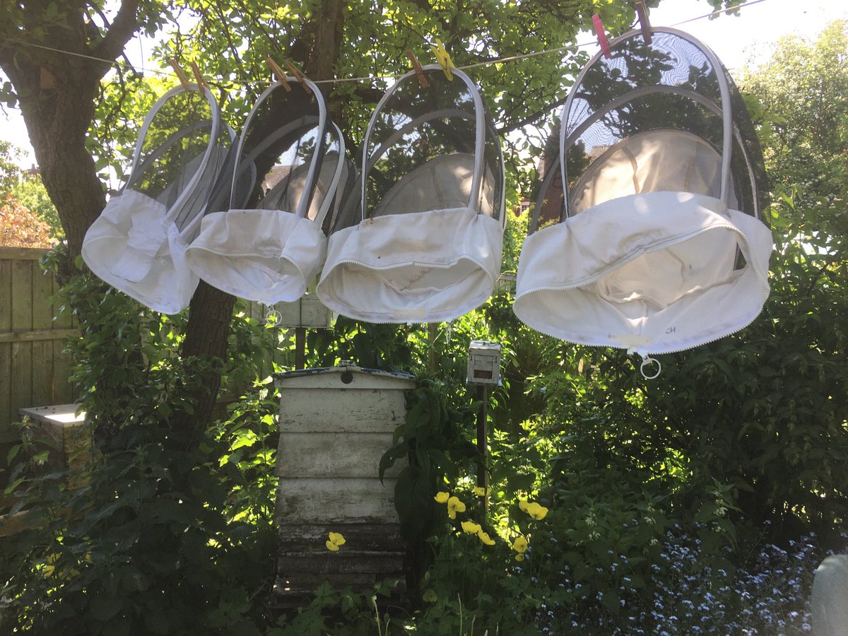 The headless beekeepers 🐝🐝🙂.     Veils drying in this hot and sunny, day after a wash during a break between inspections.