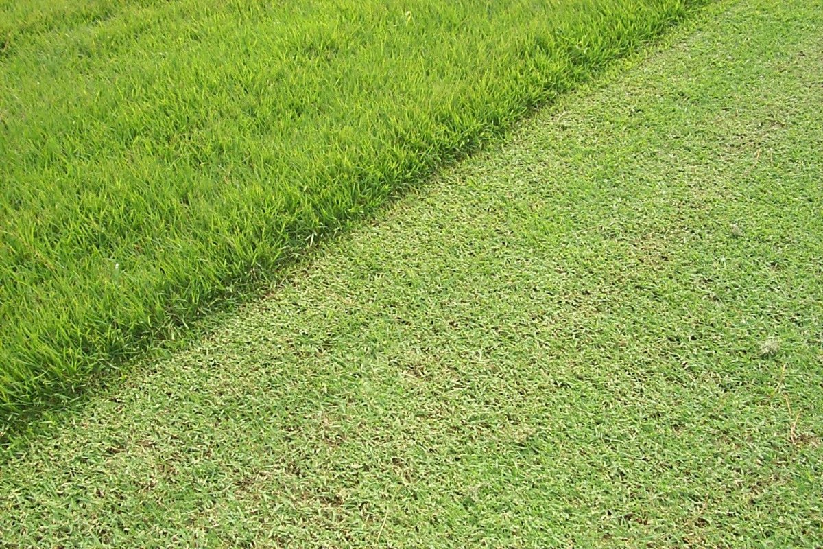 Modern Turf - Rembert tweet media