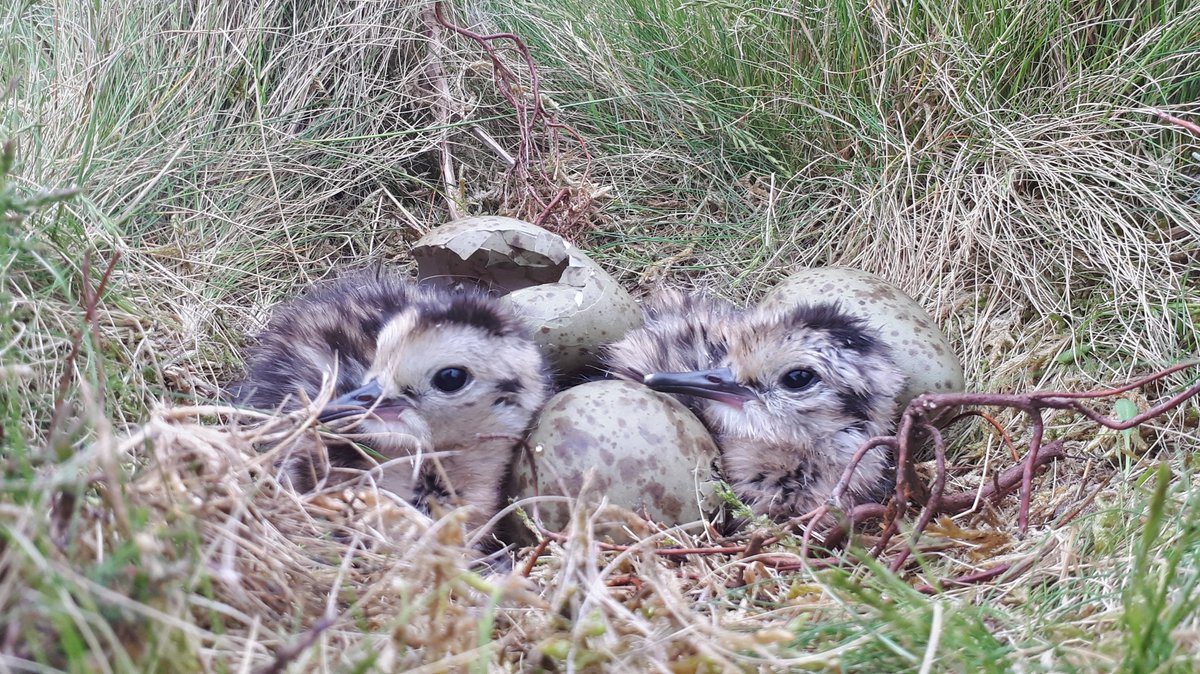Ewing_birds's tweet photo. Eight curlew nests hatched across my Breckland study sites over the bank-holiday weekend. Decent vegetation growth throughout May and warm June weather means conditions look good for fledging. Let's see what happens. https://t.co/75VhoBTNJ9