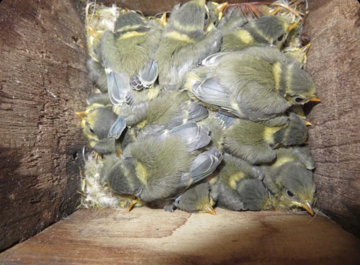 BBC Springwatch tweet media