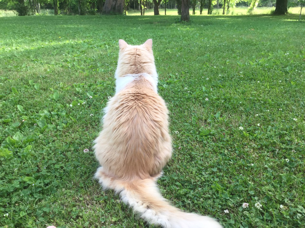 ShennyWalrond's tweet photo. @BenjiTibetan @3phibotticelli @StanPic25845029 @RangerTheDogg @smoke_schnauzer @ctinebean @QueenVLM @sweetAbby20 @rotrujo @h_myles @dudley_doodle @LJ_doodle @stephchambers3 @Susansm70570449 @VeronicaLamb17 @markblk9779 @badpiratemonkey @vwcecil Wow 86 deg is warm for cross the big pond ! Peaches
#deepinthoughts bout it all & bout Smokes cicadas
Luvs Pals 🐾🤗❤️ https://t.co/W7VIdTHsII