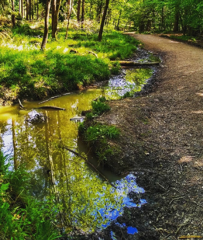 PNGPhil's tweet photo. Lovely afternoon in the #forestofdean over the bank holiday - still some nice puddles to snap!
#reflections #discoverglos #exploreglos #loveglos #gloucestershiregems #glshooters https://t.co/ZicCPJzM6D https://t.co/cmmpdiNIgL