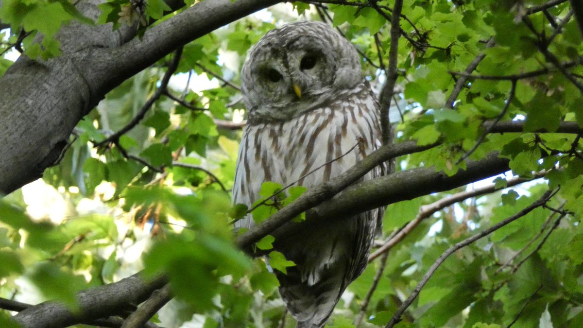 Congratulations to our beloved BARRED OWL on being the first member of her species known to summer in Central Park since the park was created in 1858. #mycentralpark #hotowlsummer