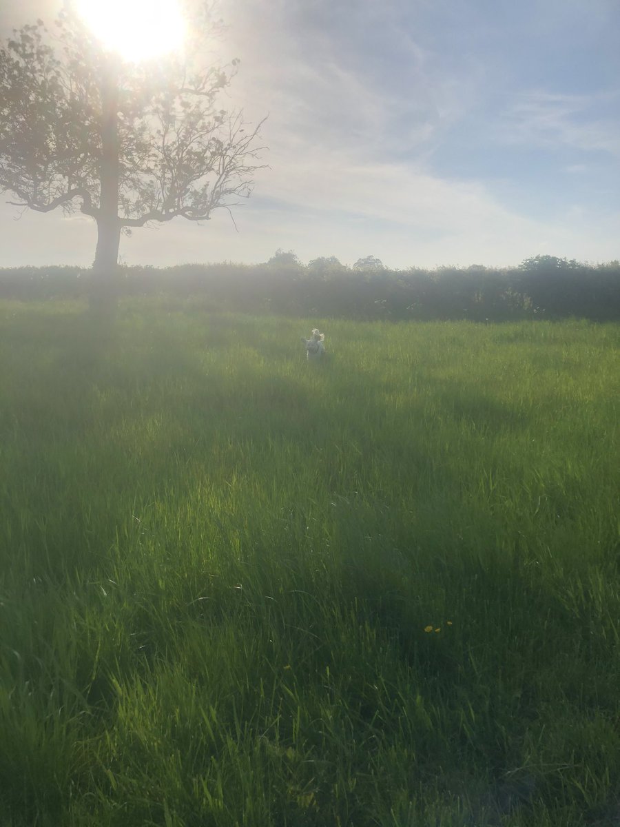 HarleyLedwidge's tweet photo. Late afternoon walks...#happyboy #doglife 🌱☀️ https://t.co/0w38YmmoIW