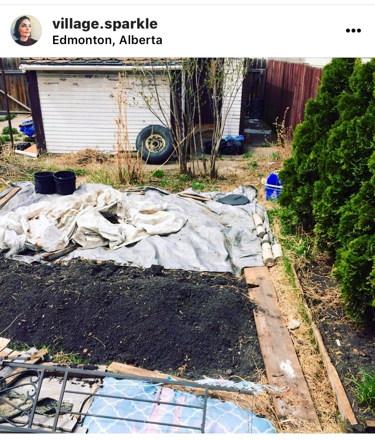 AshleyZarovna's tweet image. 2020/2021 Garden tending #yeg #amiskwaciywaskahikan #yegarchitecture #edmonton #gardening #green #permaculture #biodiversity