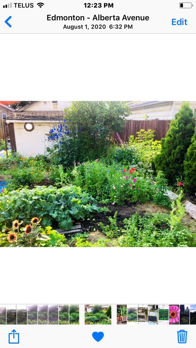 AshleyZarovna's tweet image. 2020/2021 Garden tending #yeg #amiskwaciywaskahikan #yegarchitecture #edmonton #gardening #green #permaculture #biodiversity