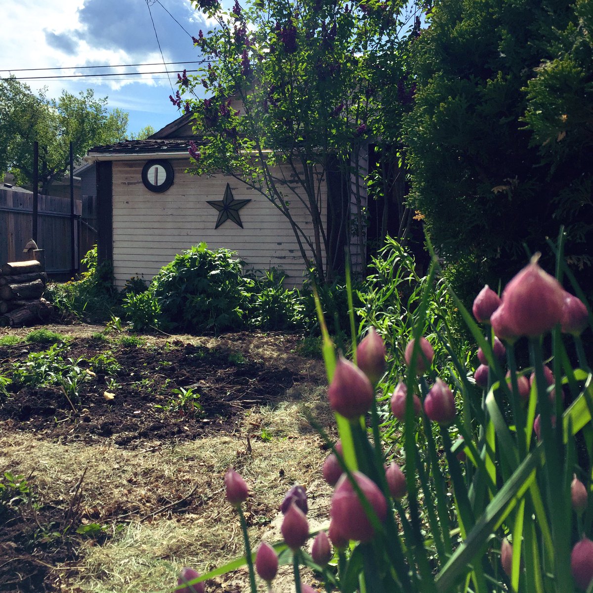 AshleyZarovna's tweet image. 2020/2021 Garden tending #yeg #amiskwaciywaskahikan #yegarchitecture #edmonton #gardening #green #permaculture #biodiversity