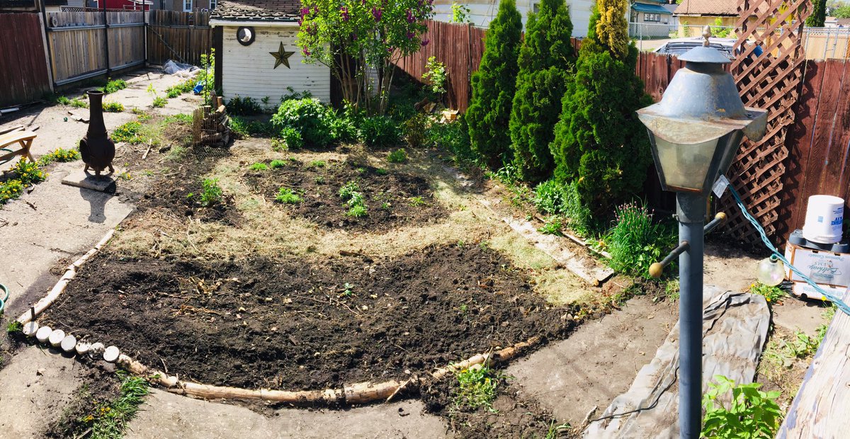 AshleyZarovna's tweet image. 2020/2021 Garden tending #yeg #amiskwaciywaskahikan #yegarchitecture #edmonton #gardening #green #permaculture #biodiversity