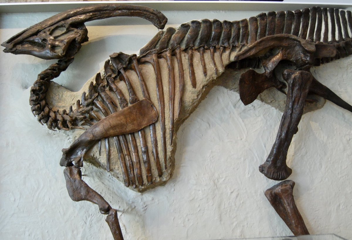 DavidEvans_ROM's tweet photo. It’s #InternationalDinosaurDay! What better way to celebrate than with the original #Parasaurolophus walkeri skeleton from the @ROMtoronto collections. This 76 million-year-old species is an enduring symbol of the awe-inspiring biology of these fascinating animals. https://t.co/yf2GyOs5P4