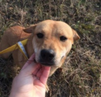 millypod1's tweet photo. πSALLY #Lost Tan Shar Pei Cross Female
nr Glebe Fields #Bentworth #GU34 nr #Alton #Hampshire
SIGHTINGS PLZ βοΈ07984638712/ 07775611669
https://t.co/HWM4U5t8zA https://t.co/jUe7lcVxTO