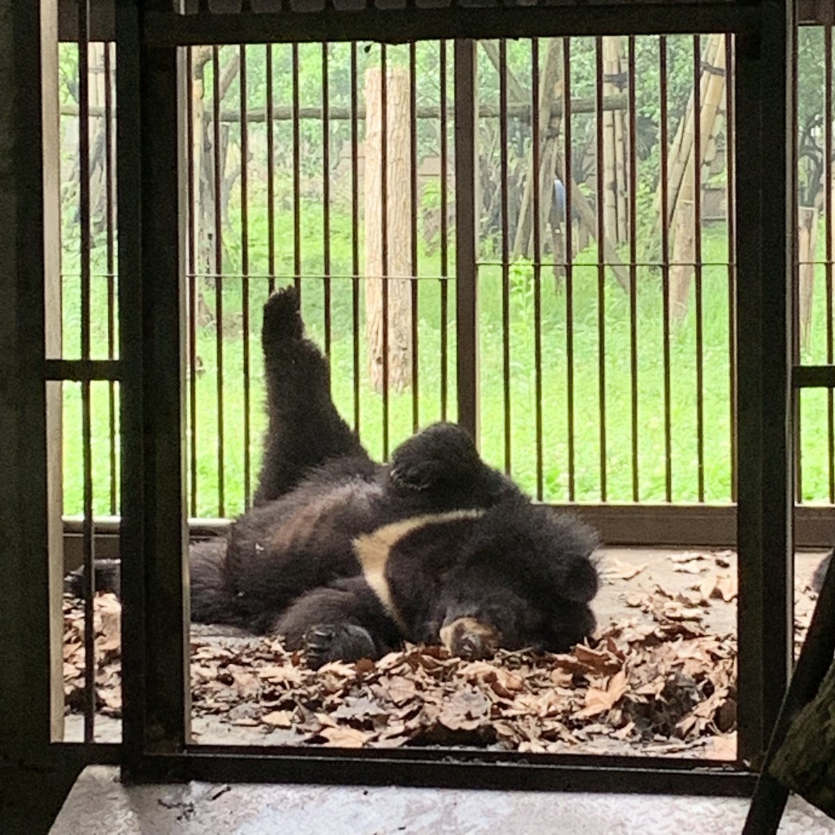 🐻 VIDEO: La Ong <a href="/AnimalsAsia/">Animals Asia</a> realizó con éxito el rescate del cautiverio de 101 osos en China

bit.ly/3fBSyZX