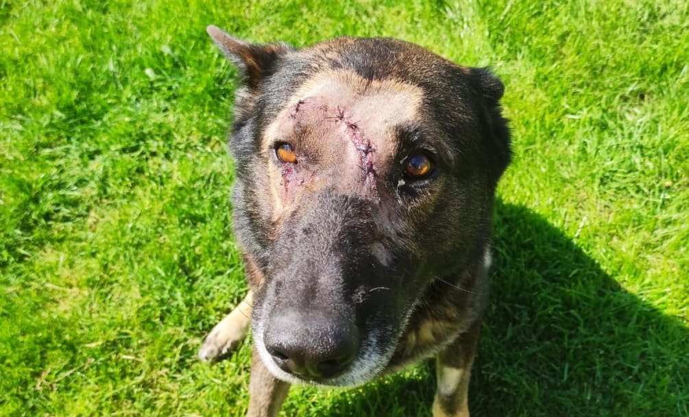 OnPatrolK9's tweet photo. Police dog stabbed while detaining armed man in south London
๐Prayers for the Complete recovery of Kaiser. Hero on 4 legs
https://t.co/oHJ00r8JTP
#PDKaiser
#BackTheBlue #dog #K9 #police #military #WaronDrugs #LivePD https://t.co/FlgUrrjaSE
