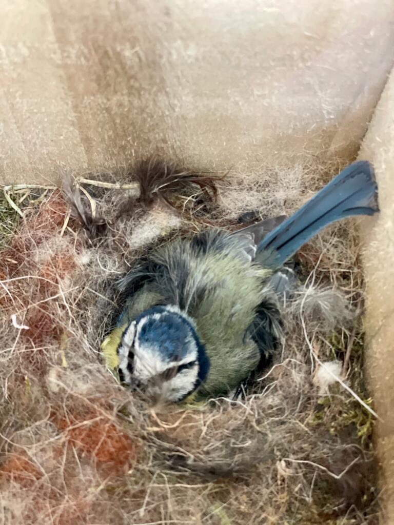 With almost 60 bird boxes around Rhug Estate we are pleased to see they are now occupied. This Blue Tit has made a very cosy nest for themselves using sheep's wool from around the farm.