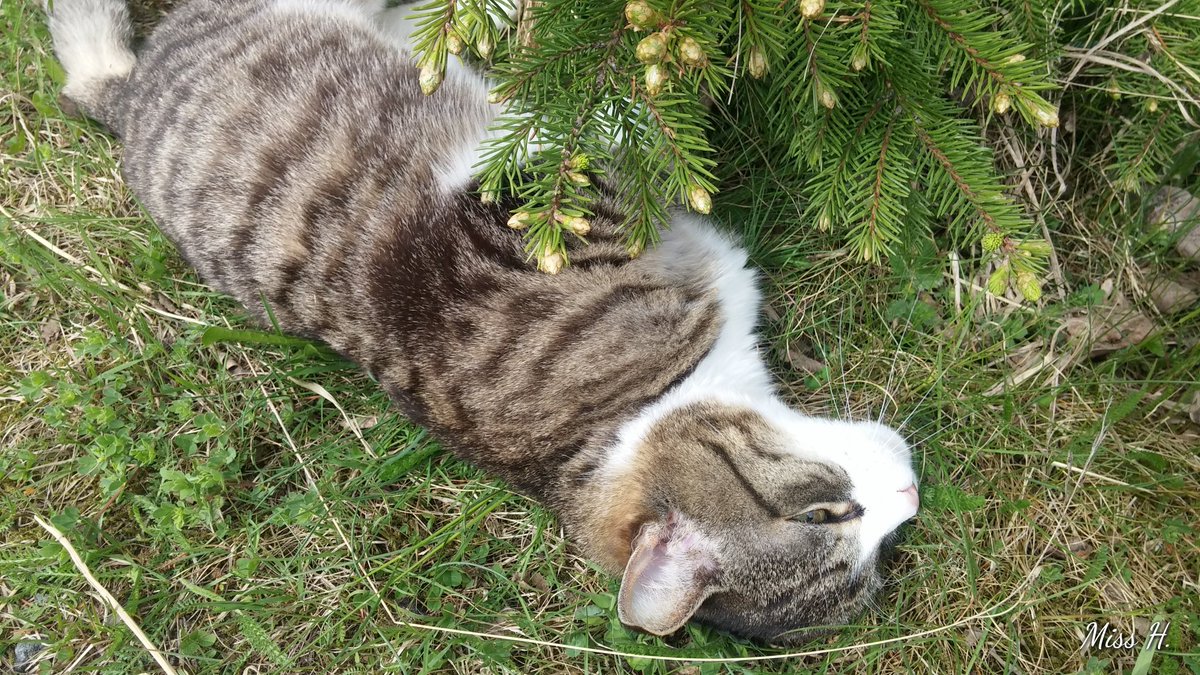 VHenriksrud's tweet photo. Denne nydelige jenta fyller 17 år i dag ❤️ #katt #cat #birthday https://t.co/VWkA5tqZGo