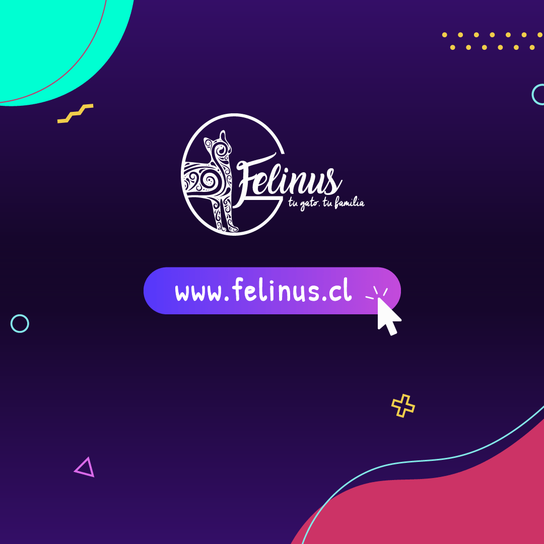 Felinuscl's tweet photo. En este #CyberDay les presentamos las maravillosas creaciones de @bocetolimitada 😻✨ Encuentra la exclusiva rueda trotadora, Rascador Diván y más en nuestra página web https://t.co/T2zxENBYdw con increíbles descuentos! 🌟 
.
.
.
#Cyber2021 #CyberCat #FelinusCL #Gatos https://t.co/PwqzHiP0yW